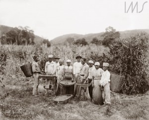 Marc Ferrez. Escravos na colheita de café, c. 1882. Vale do Paraíba, RJ.