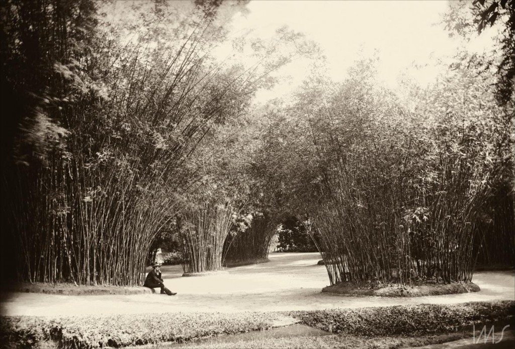 Marc Ferrez. Bambu, c. 1890. Jardim Botânico, Rio de Janeiro / Acervo IMS