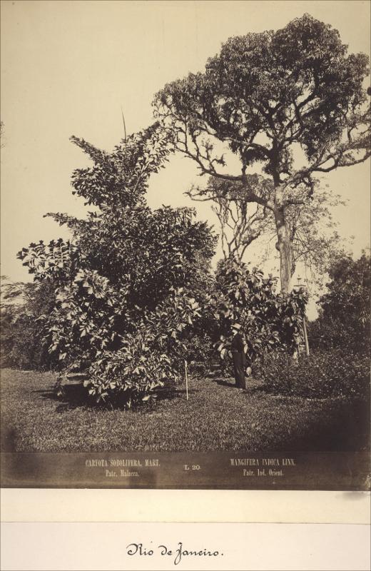 Georges Leuzinger. Mangifera indica (mangueira), c, 1866. Rio de Janeiro, RJ / Convênio Instituto Moreira Salles – Leibniz-Institut für Länderkunde