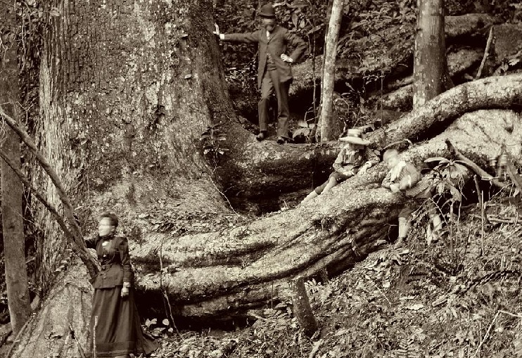Marc Ferrez. Detalhe da foto Marc Ferrez e sua família na floresta da Tijuca, c. 1899. Rio de Janeiro, RJ / Acervo IMS