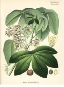 Manihot glaziovii
