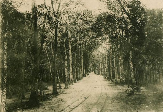 Matas da Tijuca por Malta / Revista Nacional de Educação, fevereiro de 1933